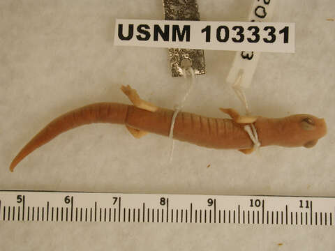 Image of Bolitoglossa flavimembris (Schmidt 1936)