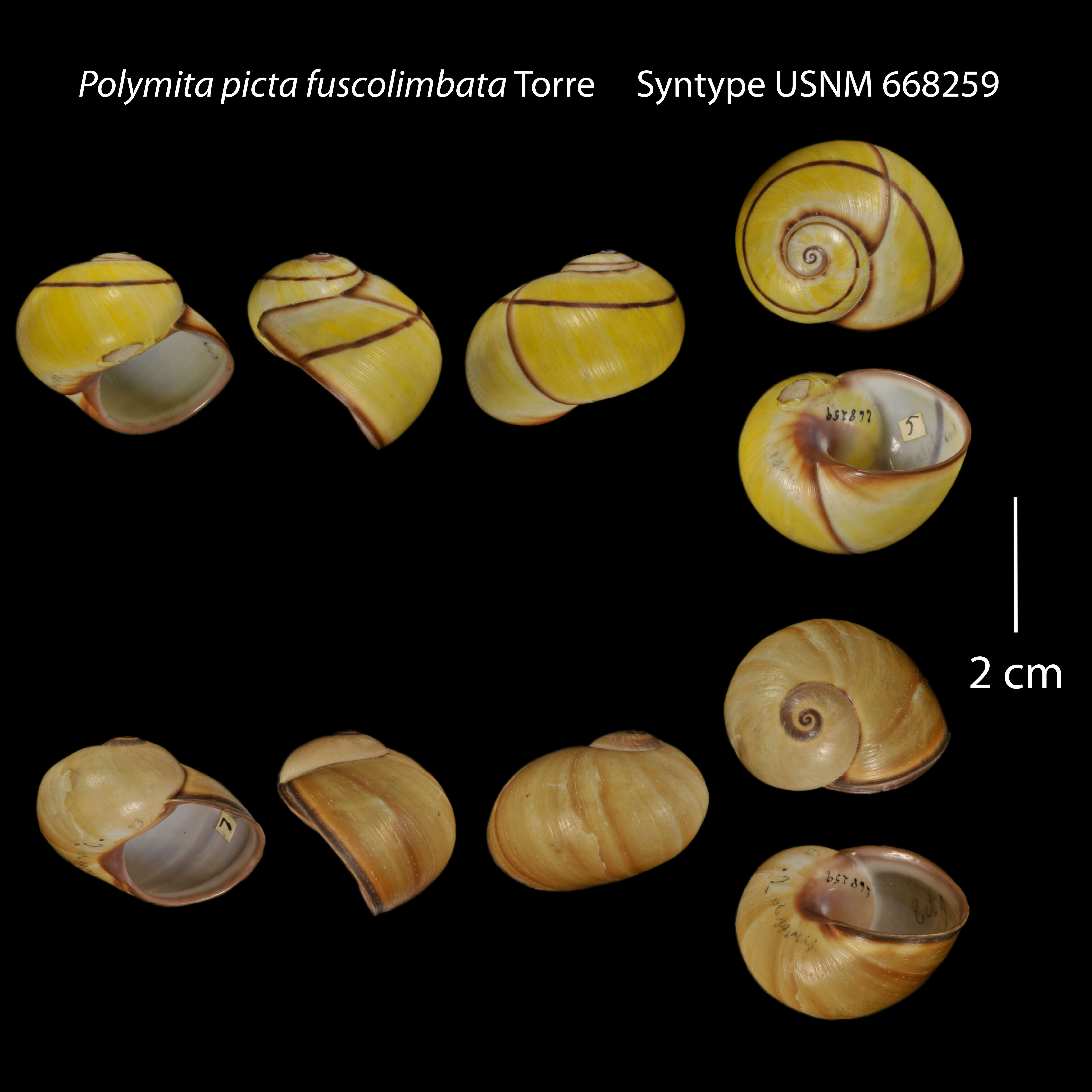 Image of Polymita picta (Born 1778)