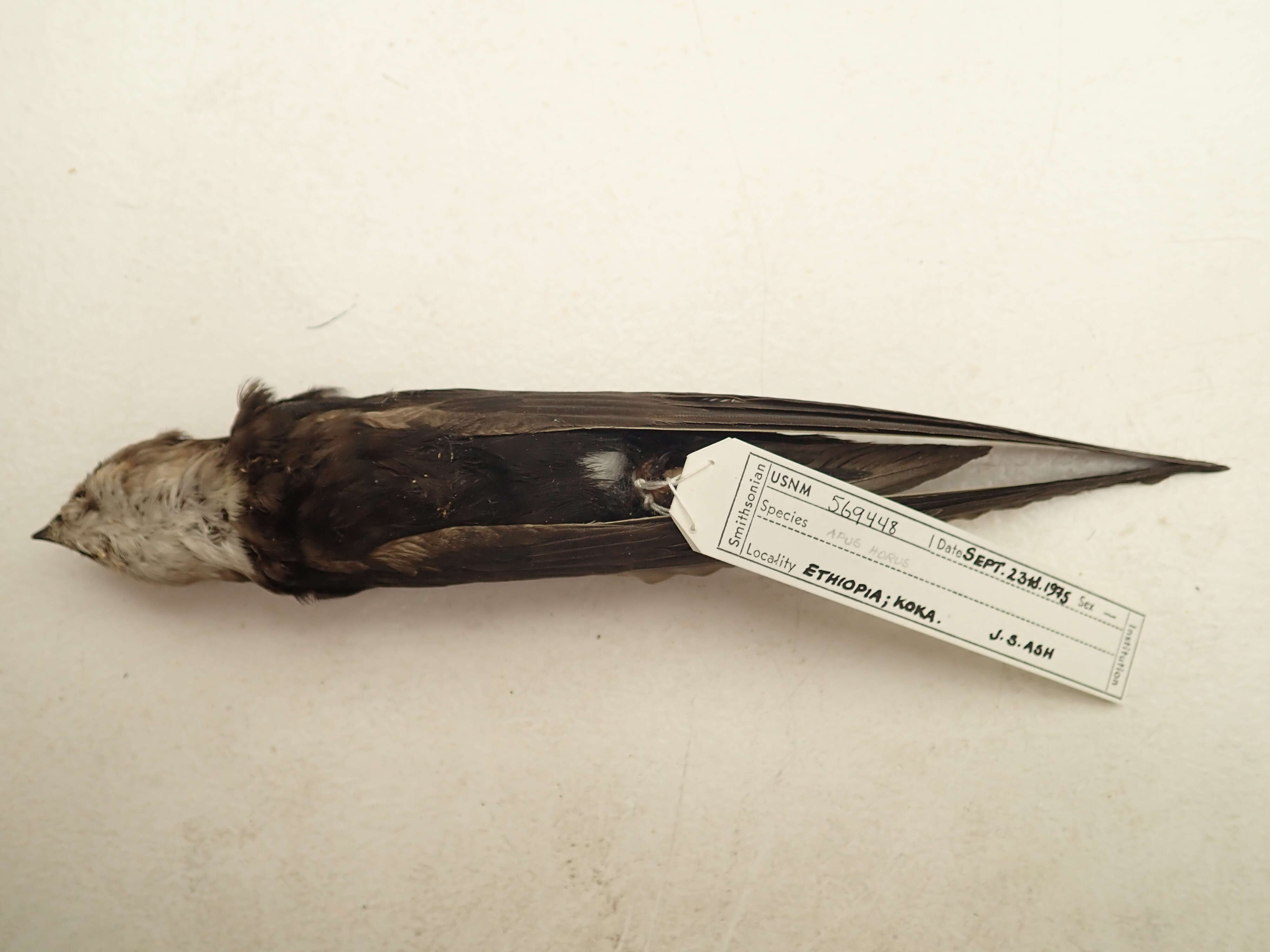 Image of Horus Swift