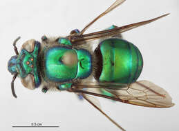 Image of Euglossa ignita Smith 1874