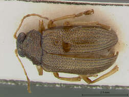 صورة Colaspis Fabricius 1801