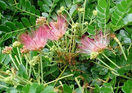 Image of Rain tree