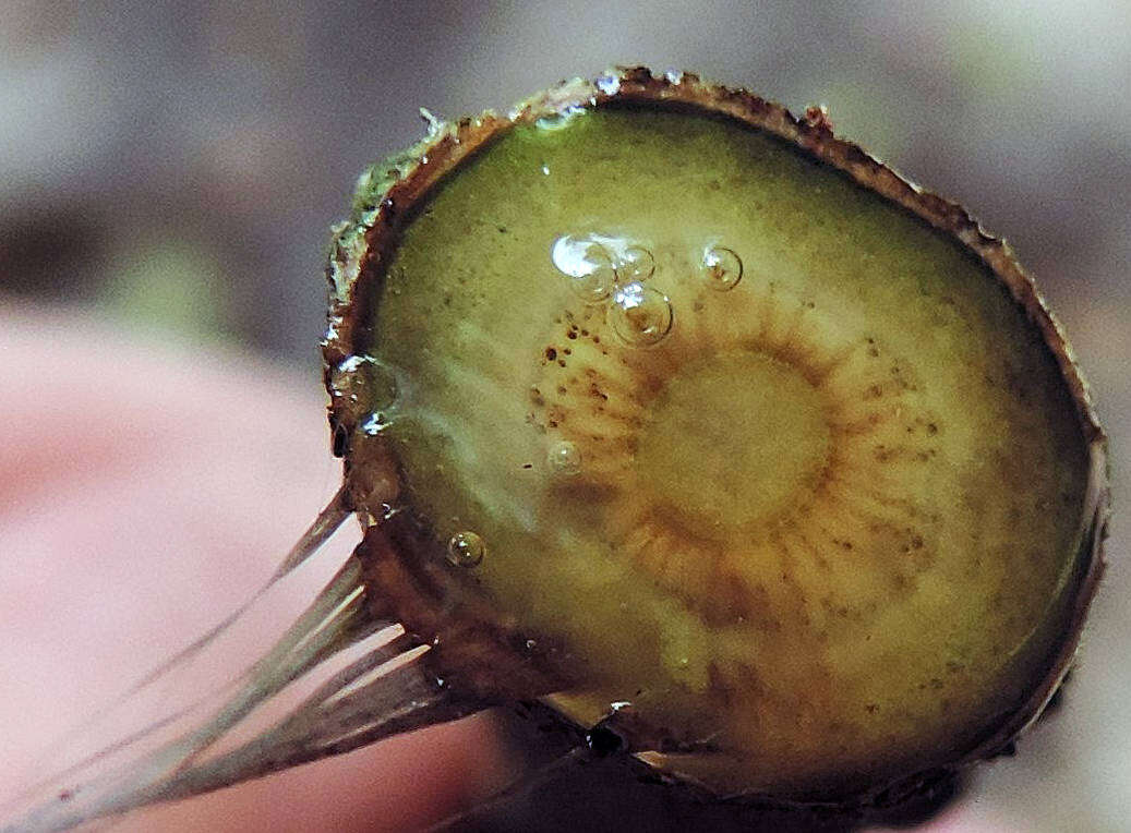 Plancia ëd Macropharynx peltata (Vell.) J. F. Morales, M. E. Endress & Liede