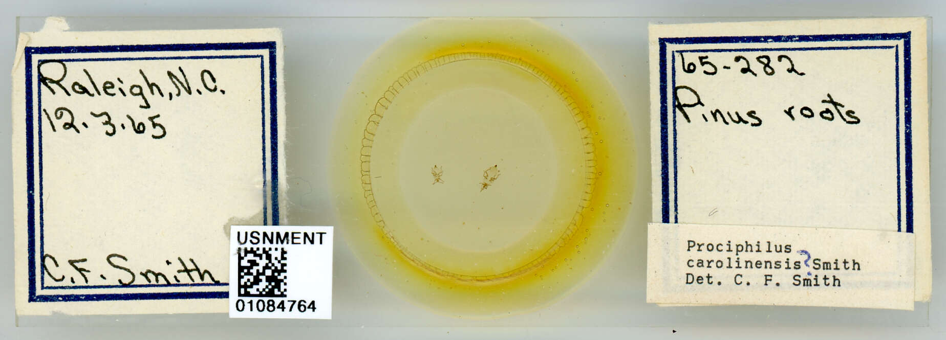 Image of Prociphilus (Prociphilus) carolinensis Smith & C. F. 1969