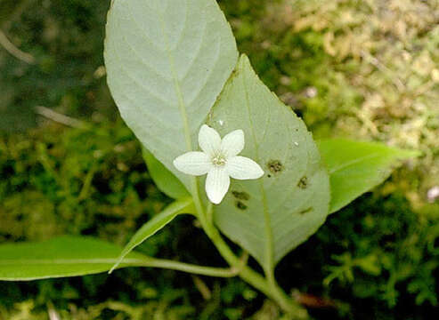 Слика од Cyrtandra wainihaensis H. Lév.