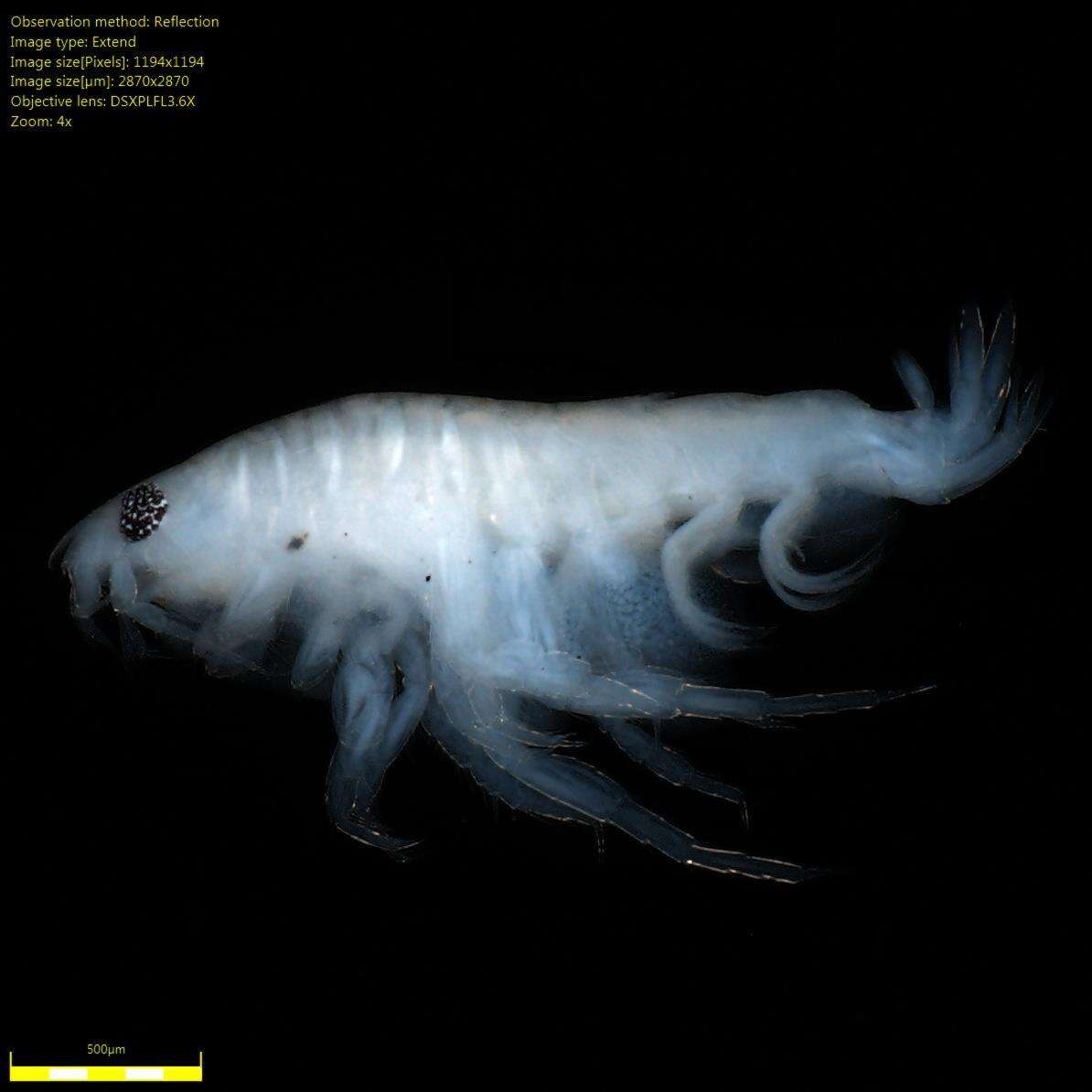 Image of Amphipoda