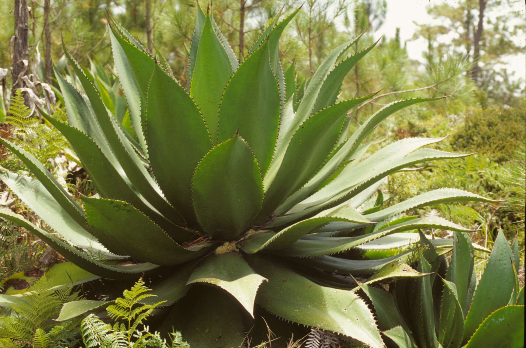 Image of Agave L.