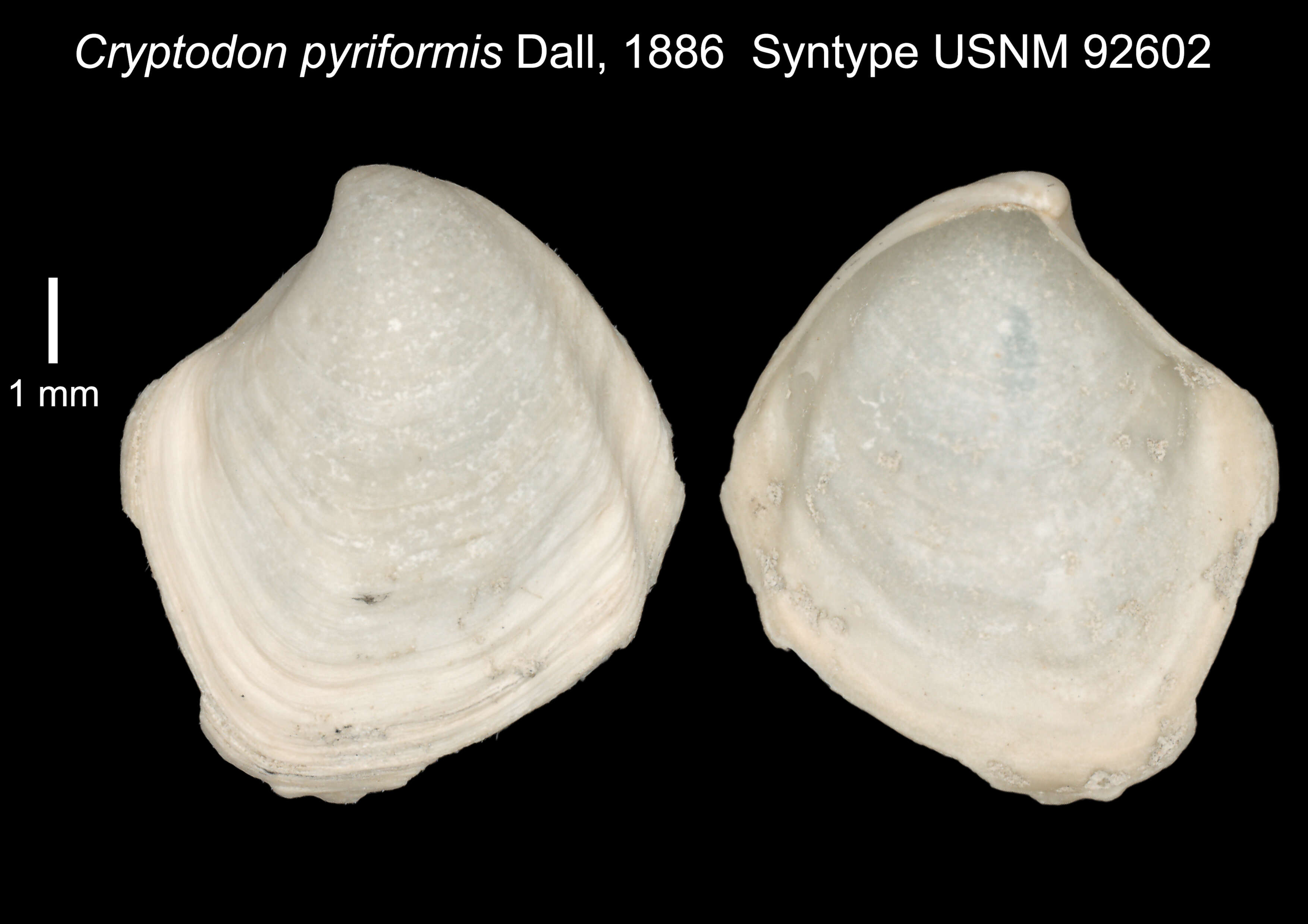 Image of Cryptodon pyriformis Dall 1886