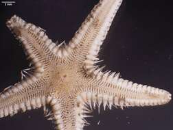 Image of Astropecten Gray 1840