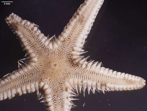 Image of Astropecten Gray 1840