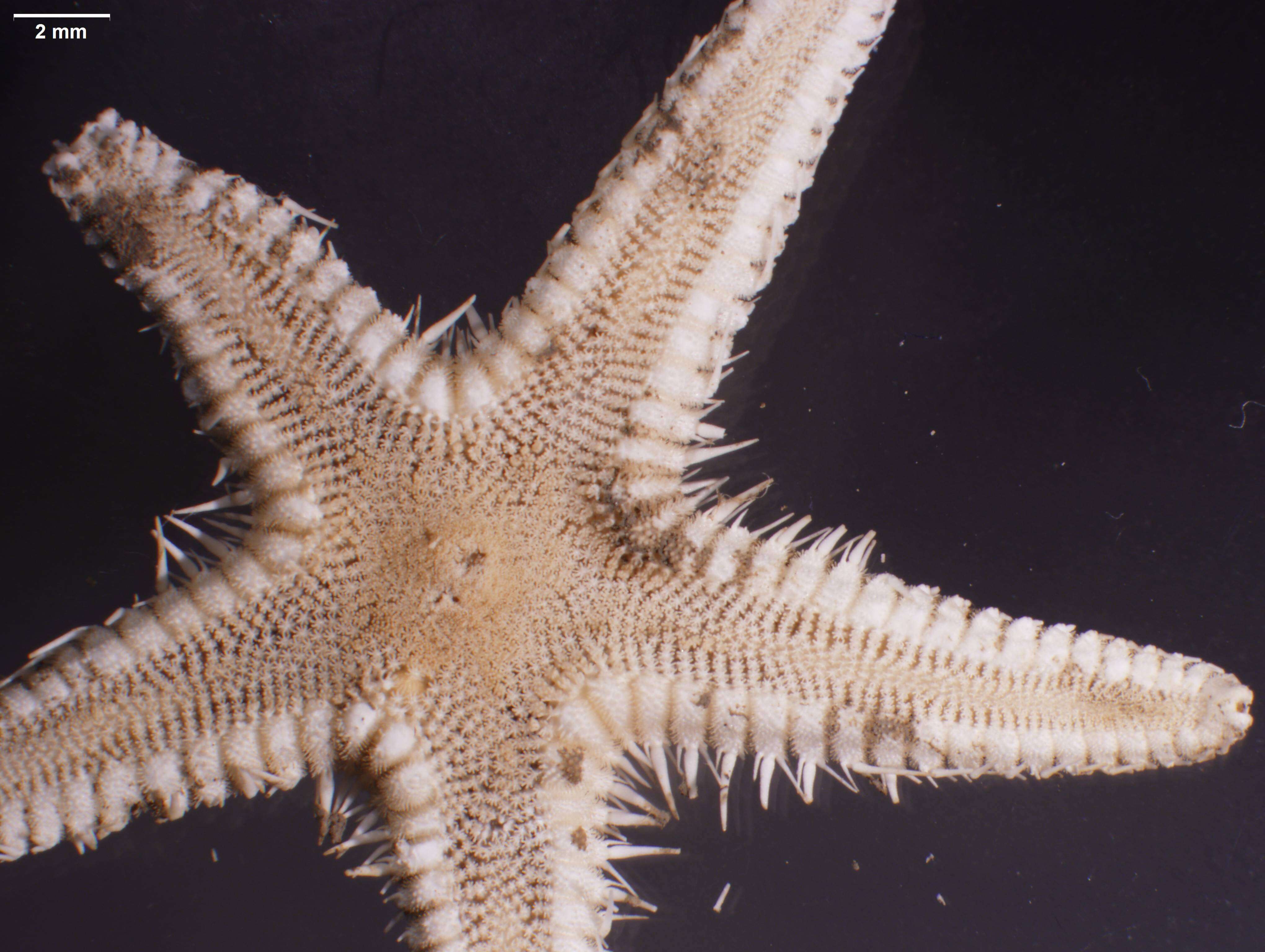 Image of Astropecten Gray 1840