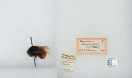 Image of Bombus coccineus Friese 1903