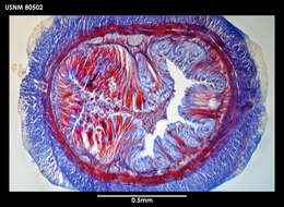 Image de Antarctolineus