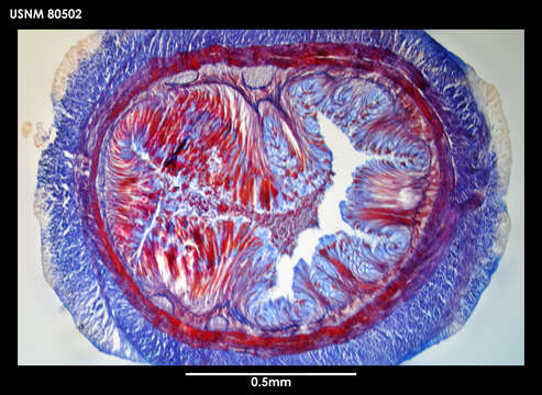 Image of Antarctolineus scotti (Baylis 1915)