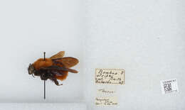 Image of Bombus atripes Smith 1852