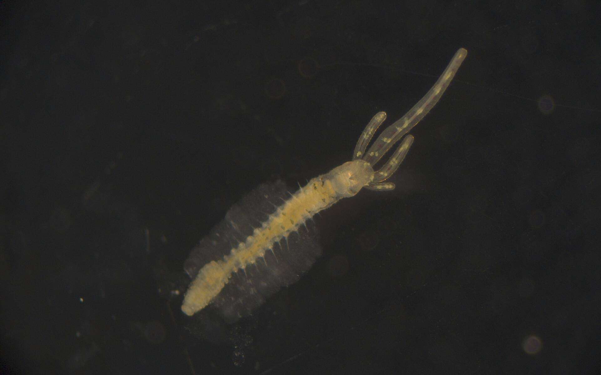 Image of Terebellidae