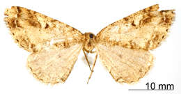 صورة Tephrosia supplanaria Dyar 1913