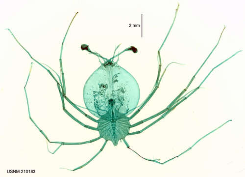 Image of Scyllarus Fabricius 1775