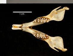 Image of Callospermophilus lateralis connectens (A. H. Howell 1931)