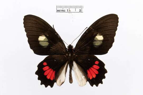 Image of Parides iphidamas (Fabricius 1793)