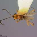 Image of Microctonus hyperodae Loan ex Loan & Lloyd 1974