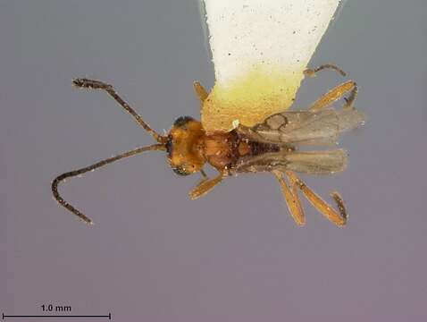 Sivun Microctonus hyperodae Loan ex Loan & Lloyd 1974 kuva