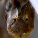 Image of Leptomyrmex contractus Donisthorpe 1947
