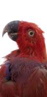 Image of Eclectus roratus vosmaeri (Rothschild 1922)