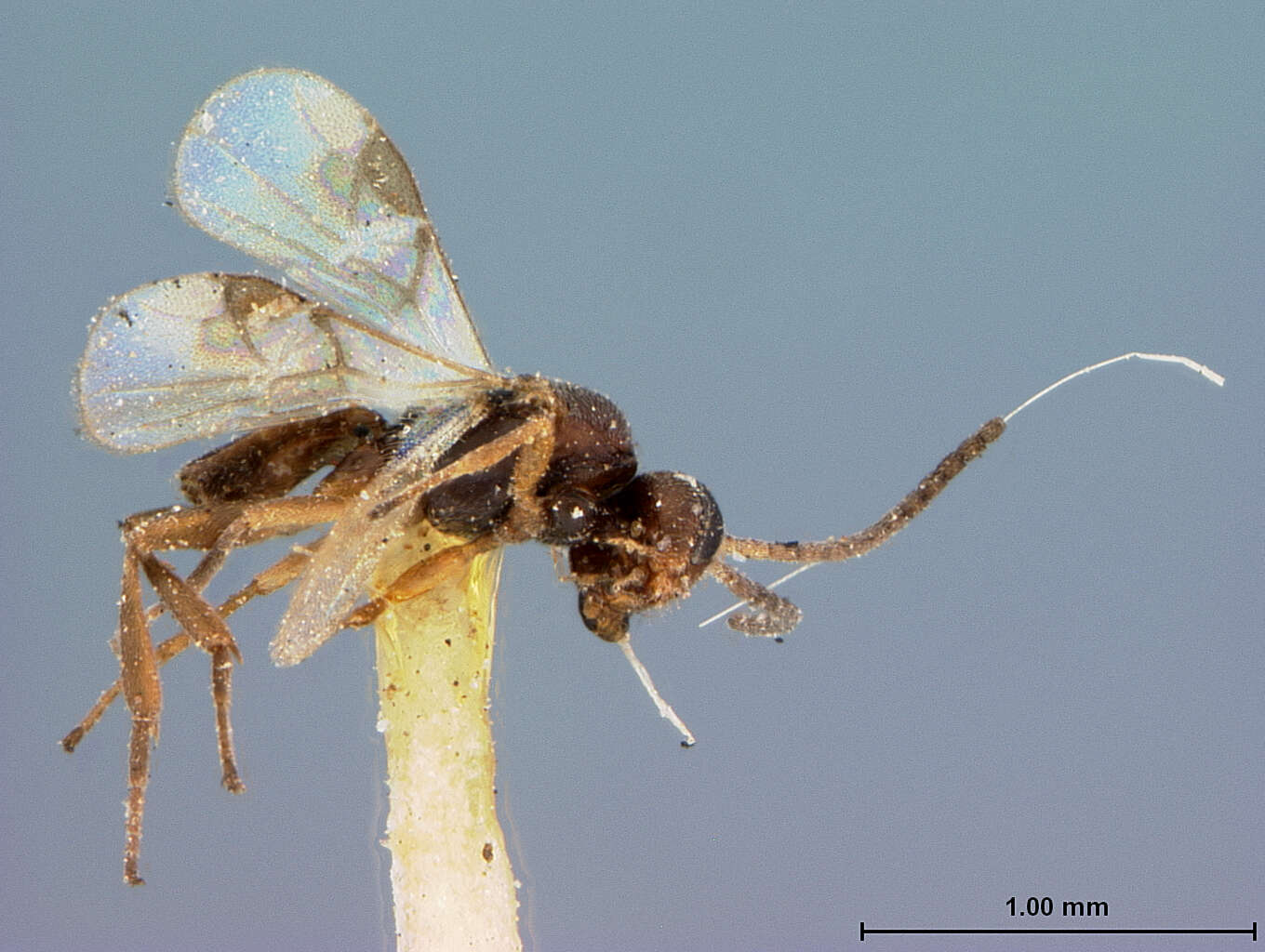 Image of Adelius coloradensis Muesebeck 1922