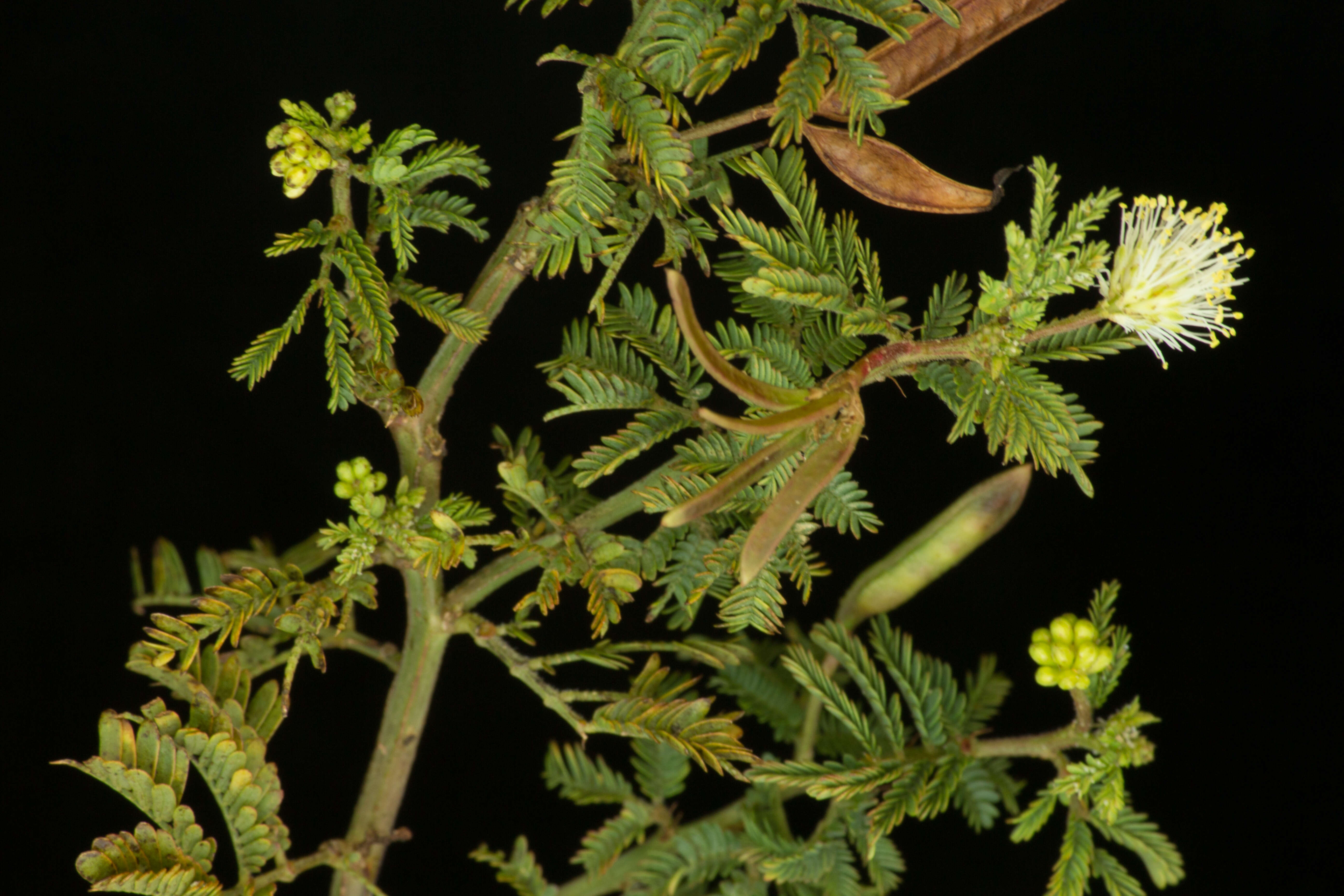 Image of Zapoteca formosa subsp. rosei (Wiggins) H. M. Hern.