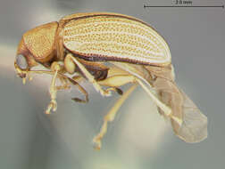 صورة Colaspis carolinensis Blake 1974