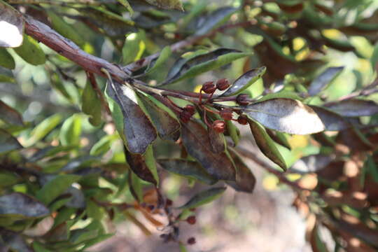 Lyonia ferruginea (Walt.) Nutt.的圖片