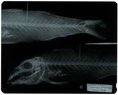 Image of Upeneus preorbitalis