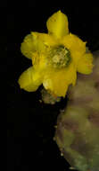 Image of Opuntia decumbens Salm-Dyck