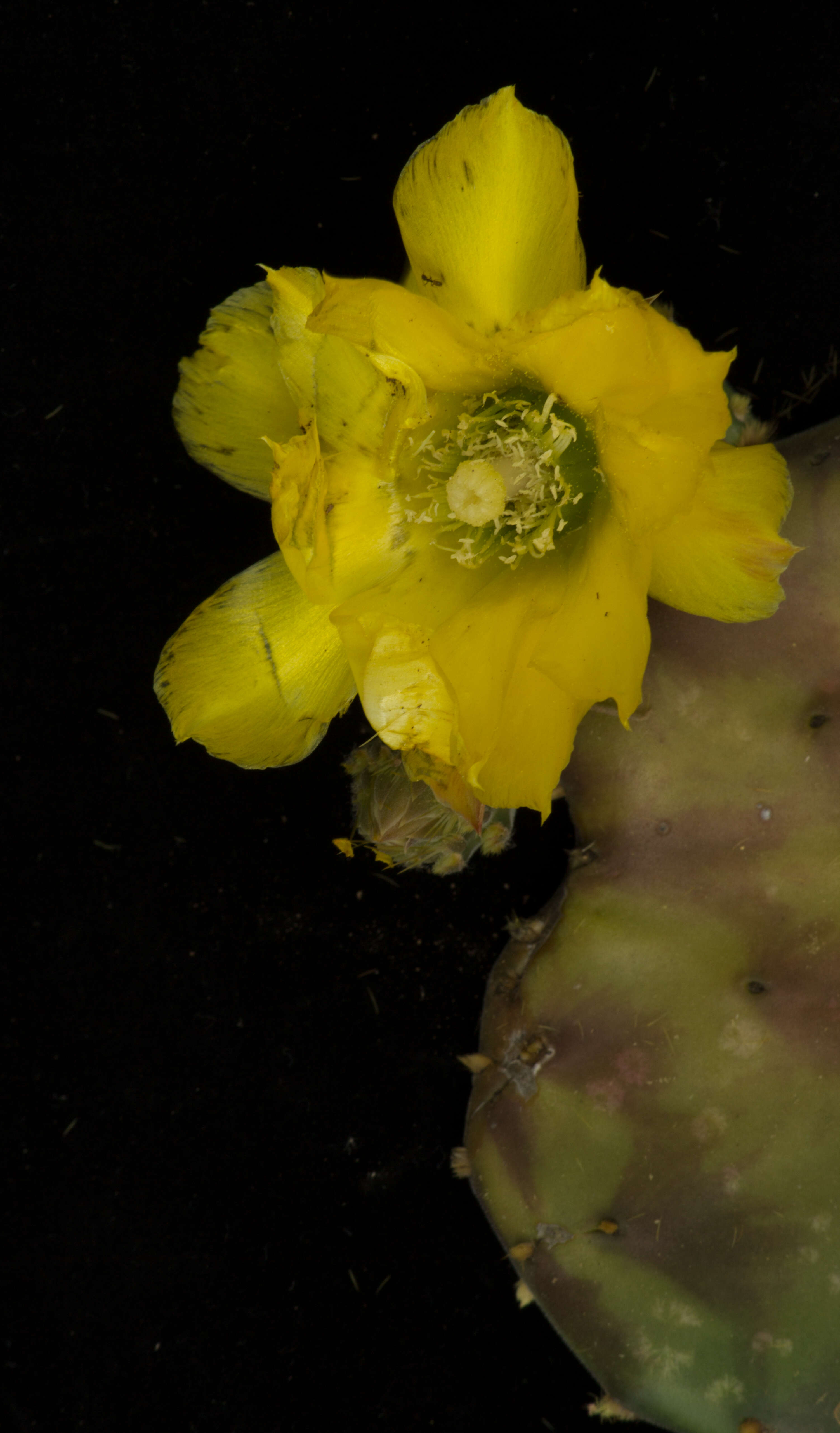 Image de Opuntia decumbens Salm-Dyck