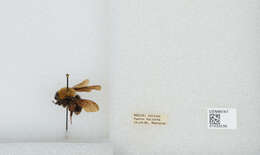 Image of Bombus steindachneri Handlirsch 1888