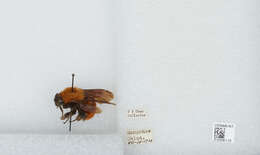 Image of Bombus atripes Smith 1852