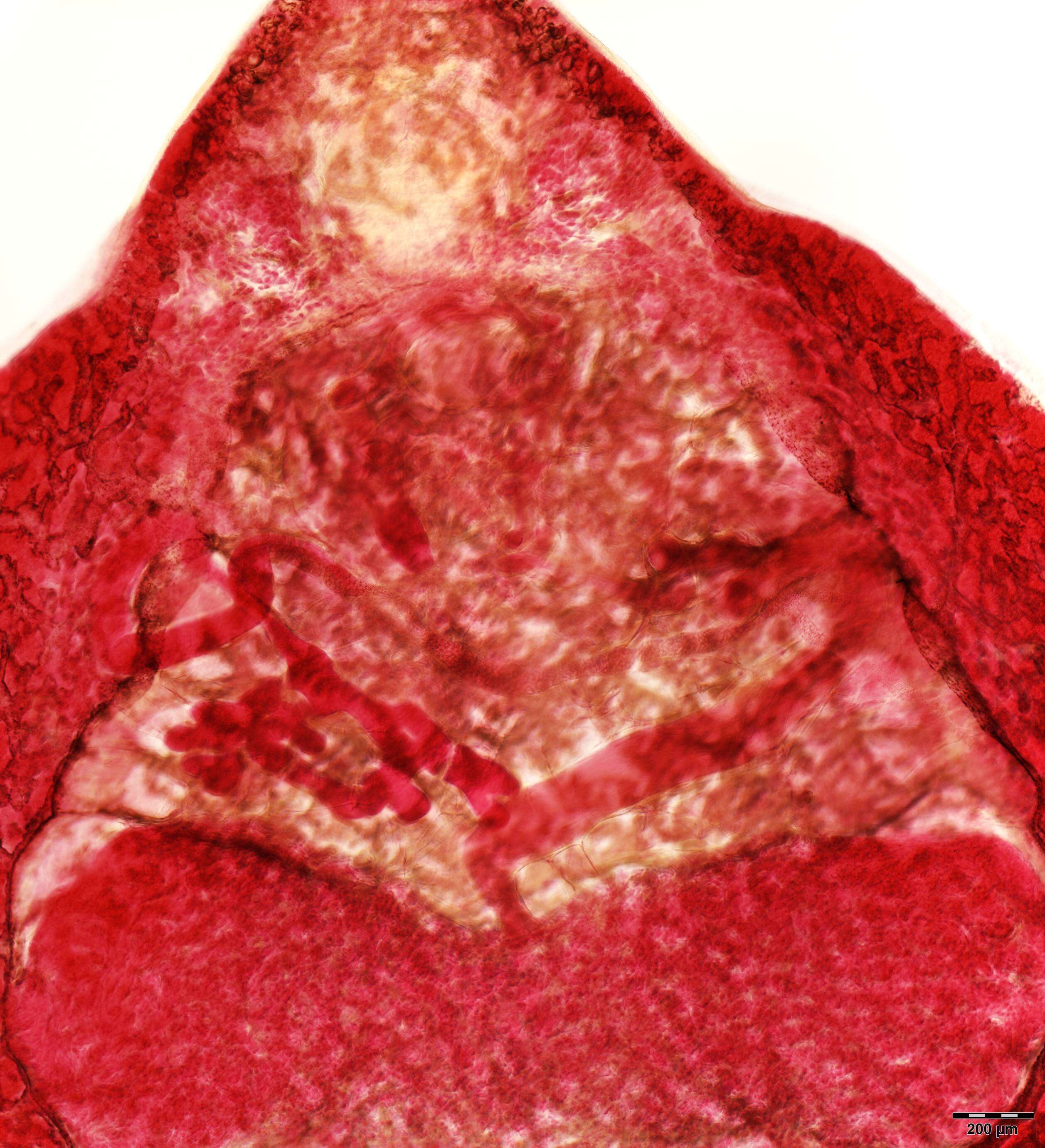 Image of Dendromonocotyle centrourae Cheung & Whitaker 1993