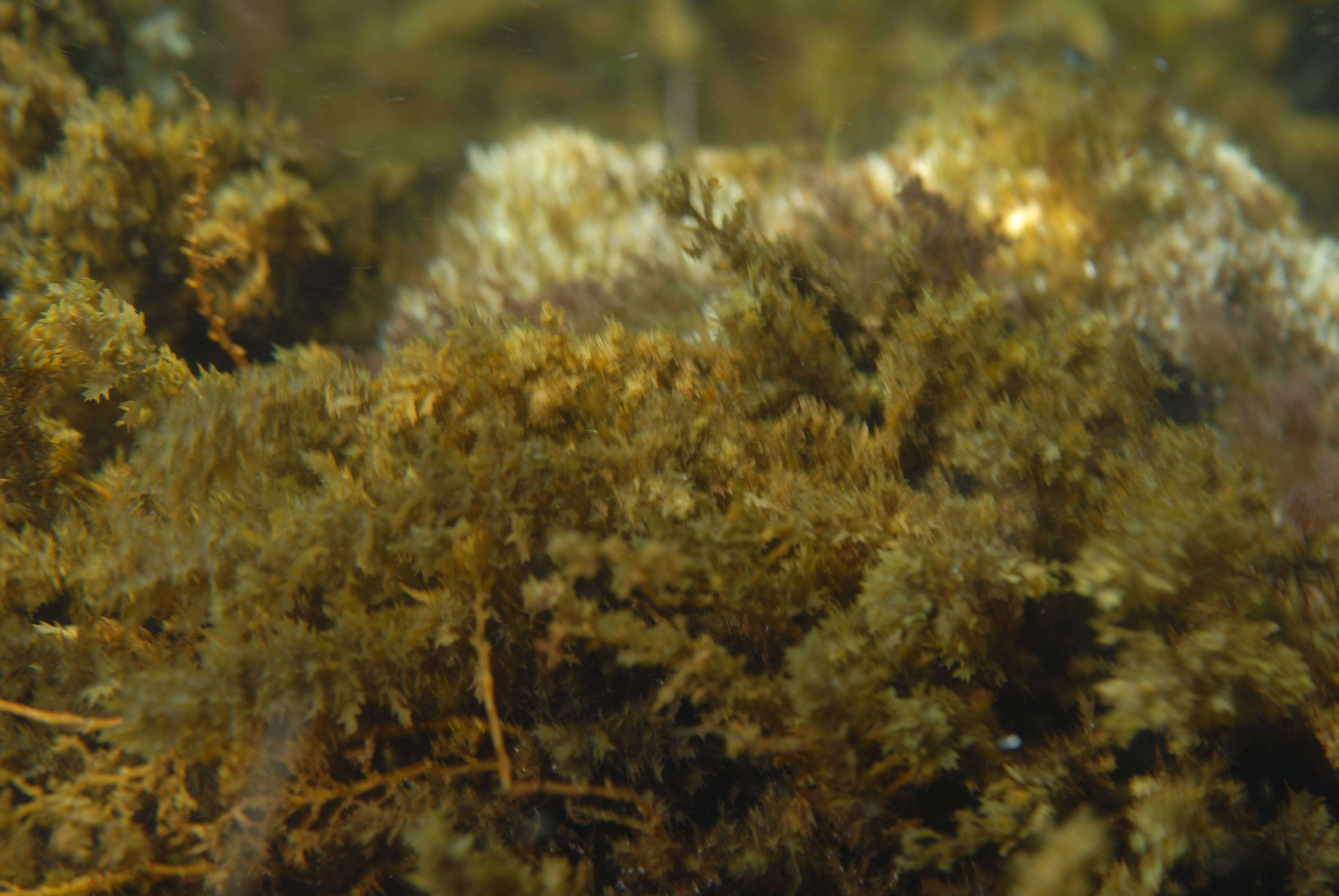 Слика од Sargassum C. Agardh 1820