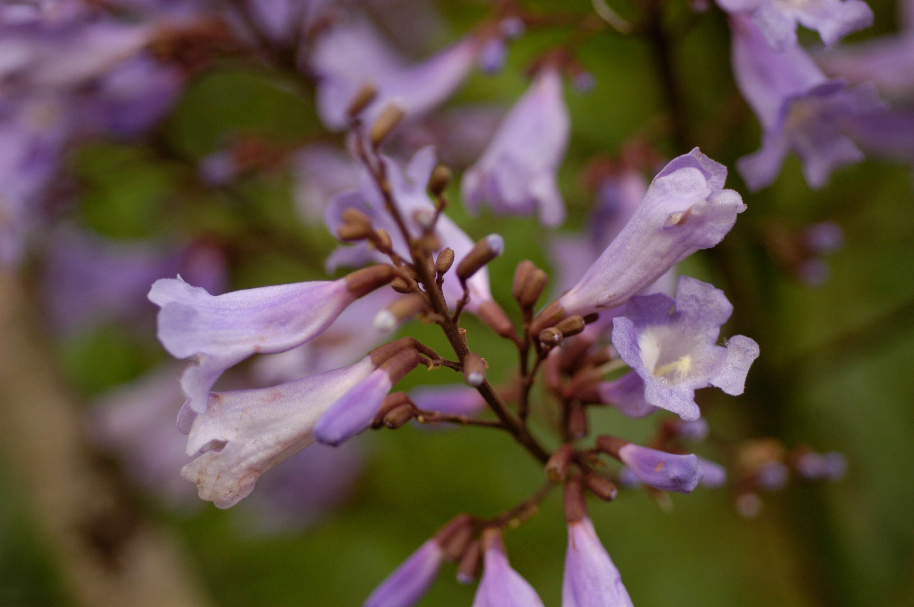 Image of Jacaranda Juss.