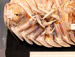 Image of Giant Isopods