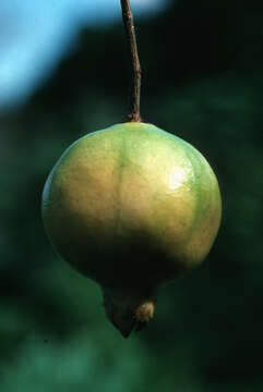 Image of pomegranate