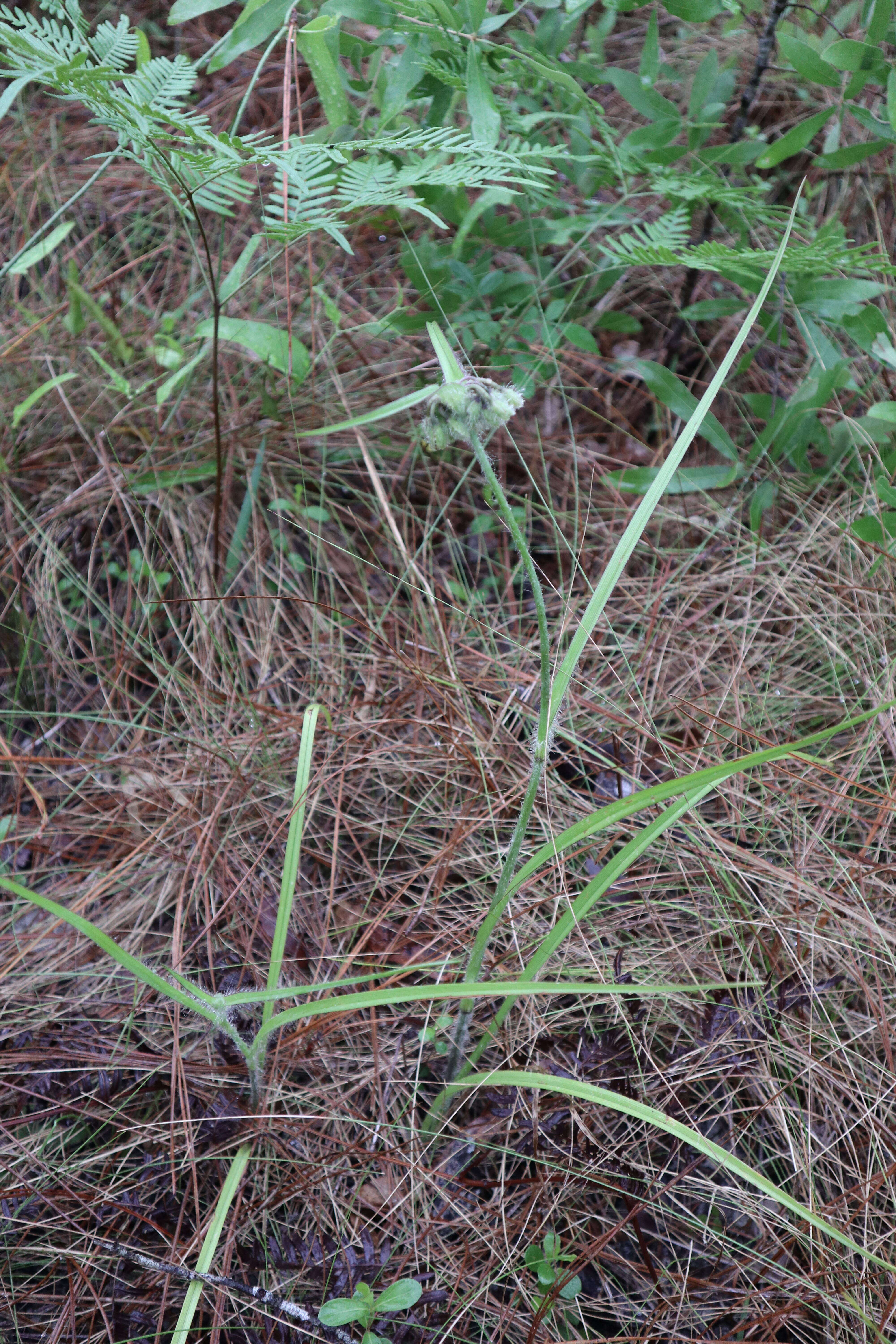 Image of hairyflower spiderwort