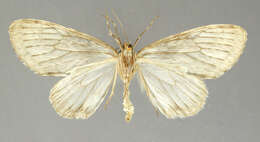 Image of Graphidipus fumilinea Warren 1908