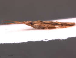 Image of Cantacader indicus B. Lis (2003)