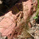 Sivun Poa urssulensis Trin. kuva