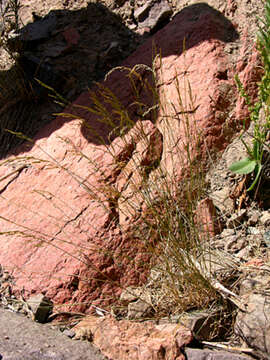 Image of Poa urssulensis Trin.