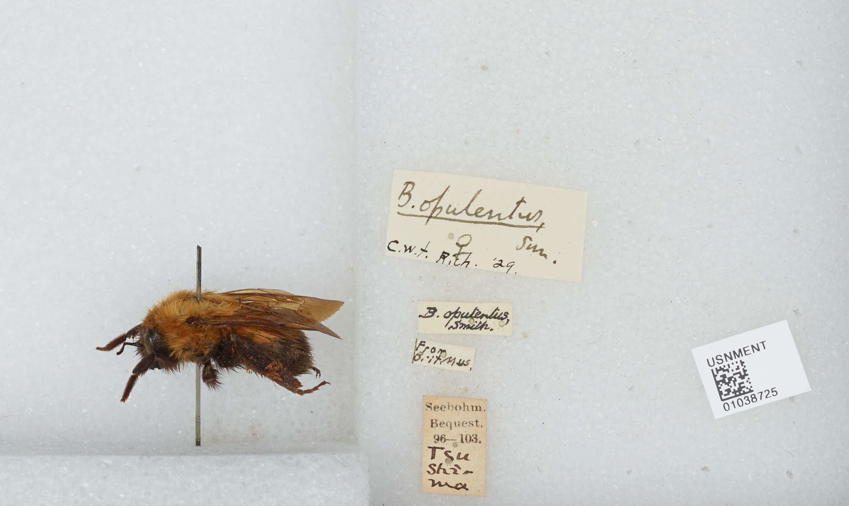 Image of Bombus opulentus Smith 1861