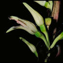 Image of Heliconia virginalis Abalo & G. Morales