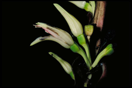 Image of Heliconia virginalis Abalo & G. Morales